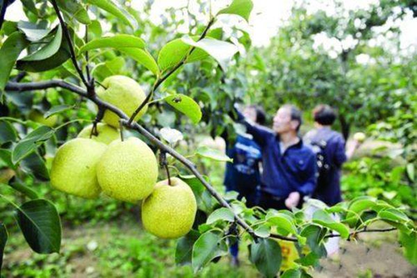 梅街鎮峽川村翠冠梨梨園 (2).jpg